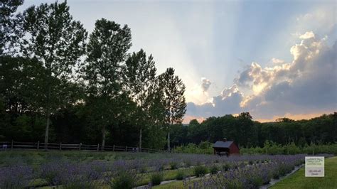 The Dreamy Lavender Farm In New Jersey You Ll Want To Visit This Spring