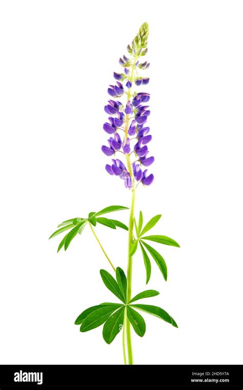 Flowering Lupine Lupinus Polyphyllus Isolated On White Background