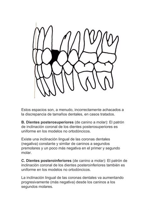 Las Seis Claves De La Oclusión Normal En Ortodoncia Pdf