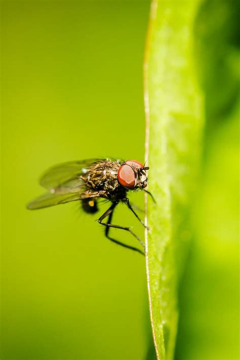 7 Best Ways to Get Rid of Gnats in Plants Naturally