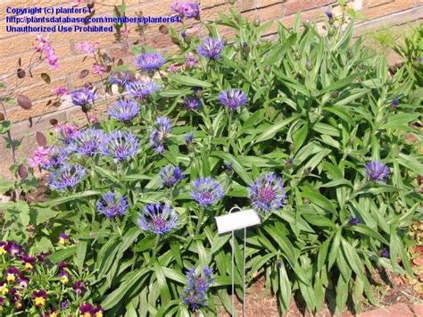 Plantfiles Pictures Centaurea Species Mountain Bluet Mountain