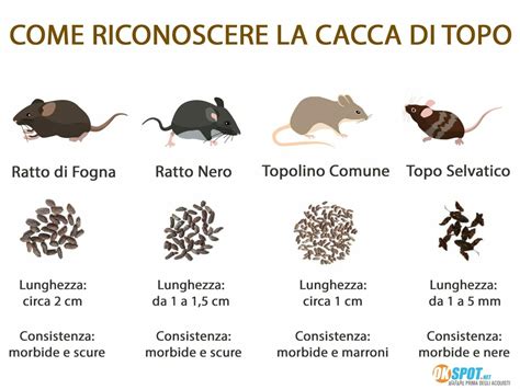 Come Riconoscere La Cacca Di Topo E Cosa Fare