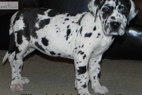 Harlequin Great Dane Puppies Rescue