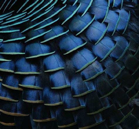 ocellated turkey feather | Patterns in nature, Feather texture, Feather