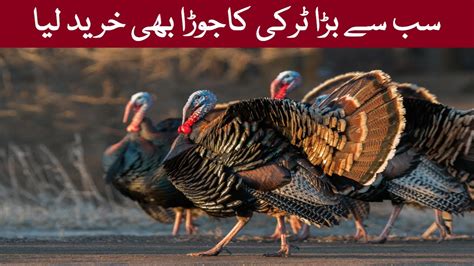 Biggest Turkey Bird Turkey Bird Sound Famous Turkey Bird Breeds