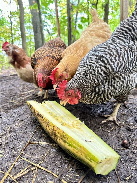 10 Chicken Boredom Busters - Heirloom Grown