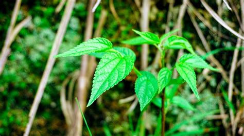 Fondo Primer Plano Verde Planta De Protecci N Selva Primer Plano