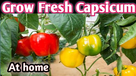 How To Grow Shimla Mirch At Home From Seeds Grow Bell Peppers At Home Grow Capsicum From