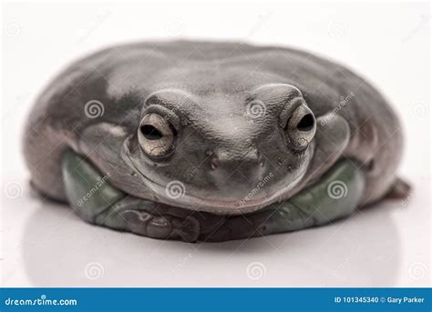 A Big Fat Australian Tree Frog Sitting On The Ground Isolated