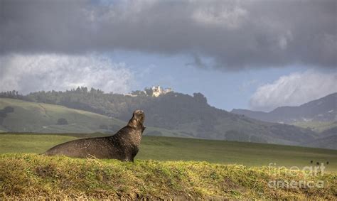 Hearst Castle Elephant Seal Photograph by Cathy Gregg - Fine Art America