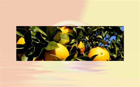 Citrus black spot: new evidence reviewed - FRUIT PROCESSING magazine