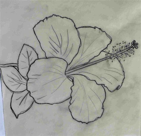 Hibiscus Pencil Drawing At Explore Collection Of Hibiscus Pencil Drawing