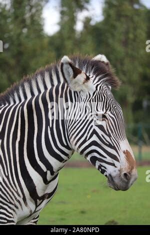 Grevy S Zebra Female Equus Grevyi Close Up Of Tail Swinging Captive