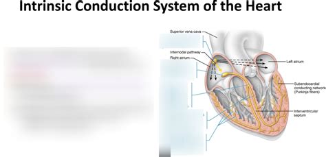 8. Intrinsic Conduction System Diagram | Quizlet