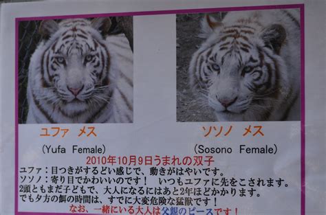 ホワイトタイガーのいる動物園は？ホワイトタイガー飼育展示動物園と個体情報まとめ アリエスコム Ariescom