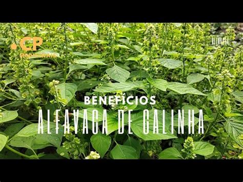 Para Que Serve A Alfavaca De Galinha E O Banho Da Planta YouTube