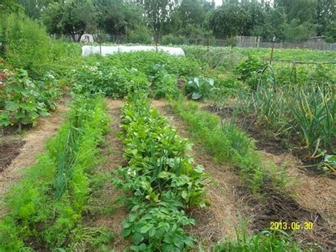МУЛЬЧИРОВАНИЕ. | Garden, Planting flowers, Plants