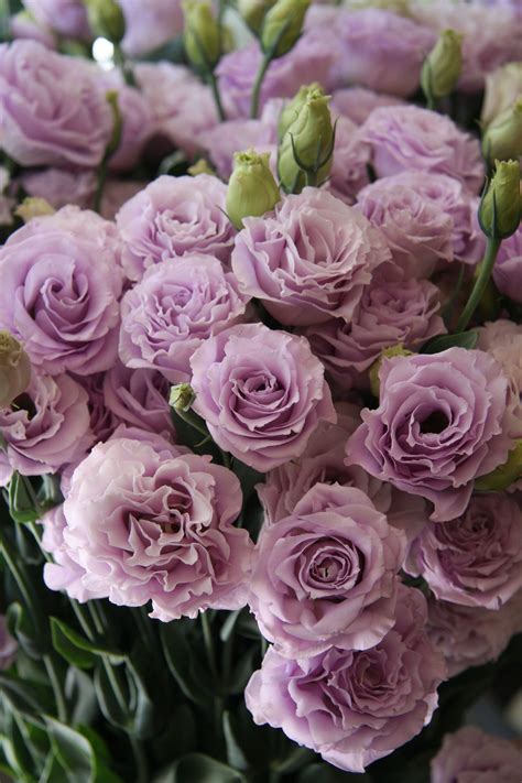 eustoma rosina lavender | Семена цветов, Лавандовые розы, Цветы