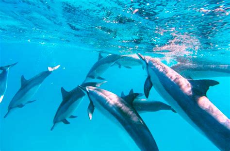 Dolphin Watching In Mauritius Fish Whisperer