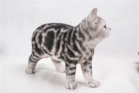 Hi-Line Gift Ltd. Standing American Shorthair Cat Statue & Reviews