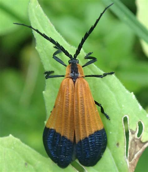 Beetle Calopteron Terminale Bugguide Net