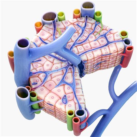 Microscopic Anatomy Of Liver 3d Model By Zames1992d