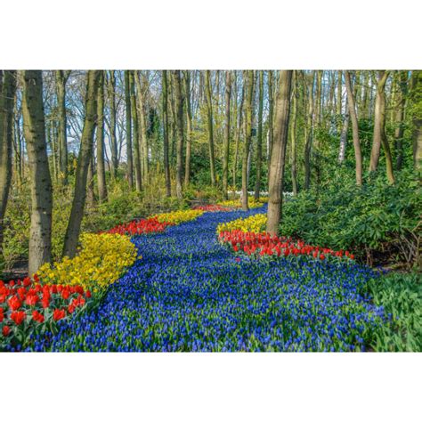 Keukenhof Gardens, Holland - Spectrum Gallery Online Shop