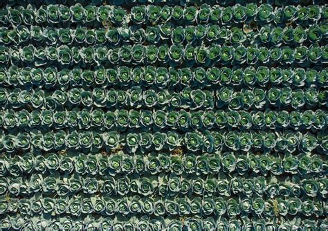 Premium Photo | Aerial view of a field of cabbage agriculture field ...