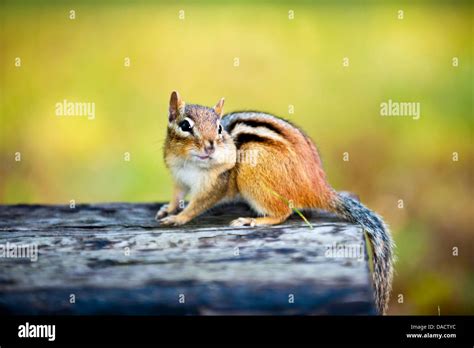 chipmunk full cheeks  res stock photography  images alamy