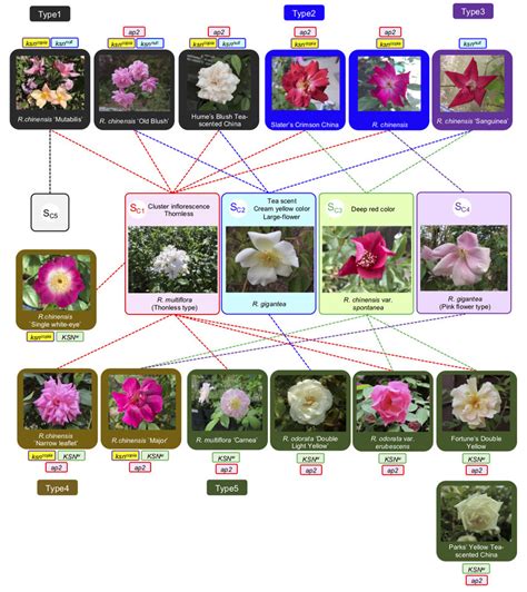 Consider The Following Hypothetical Scenario An Ancestral Species Of Duck