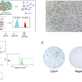 Flowspot Principles And Typical Flowspot And Enzyme Linked Immunospot