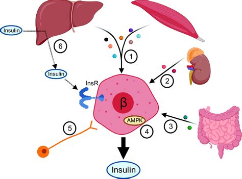 Exercise And Inactivity As Modifiers Of β Cell Function And Type 2