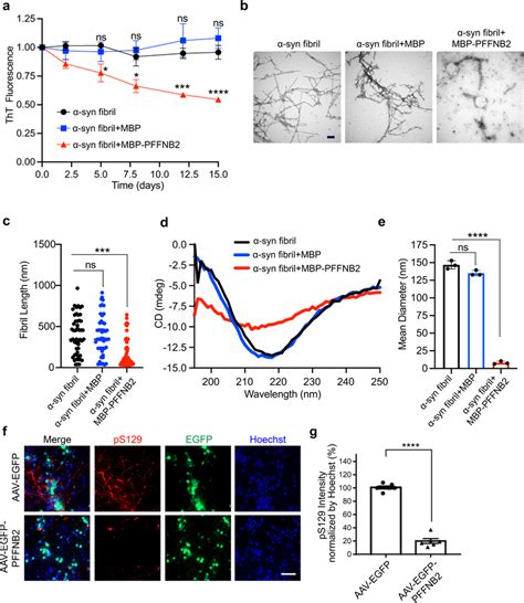 Pffnb2 Dissociates α Syn Fibrils And Inhibits α Syn Pathology Induced