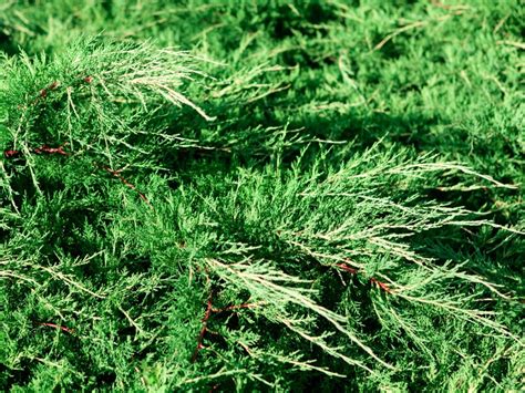 Spartan Juniper Care Learn How To Grow A Spartan Juniper Tree Gardening Know How