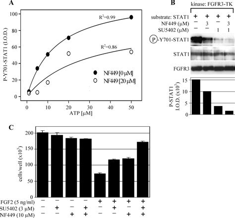 Nf449 Is A Novel Inhibitor Of Fibroblast Growth Factor Receptor 3