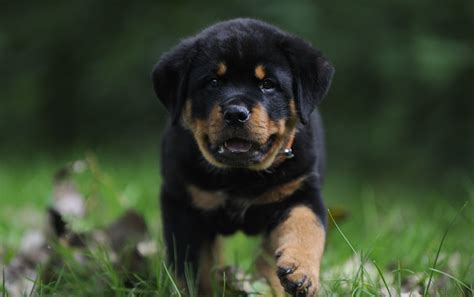 Rottweiler Puppy Wallpapers - Wallpaper Cave