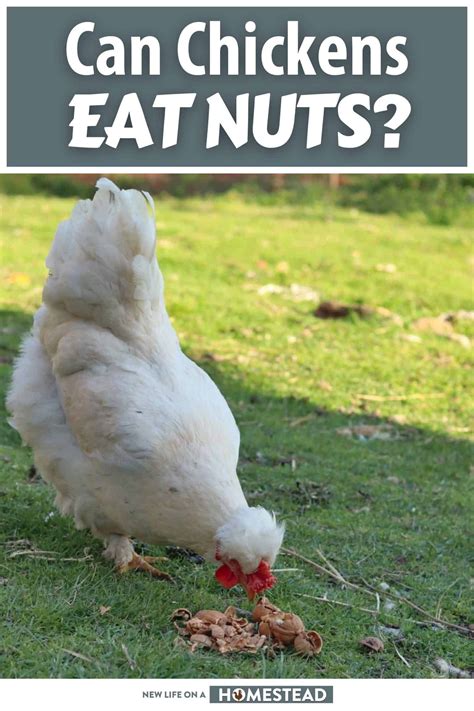 So Can Chickens Eat Nuts Chicken Eating Canned Chicken Chickens