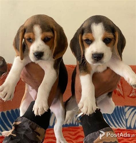 Adorable Beagle Puppies Postads Ph