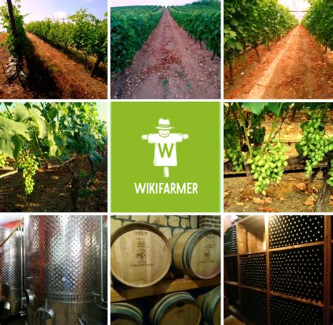 Viticulture Definition - What is Viticulture? - Wikifarmer