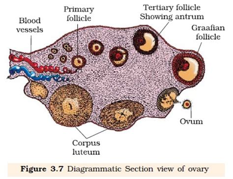 NCERT Class XII Biology Chapter 3 Human Reproduction