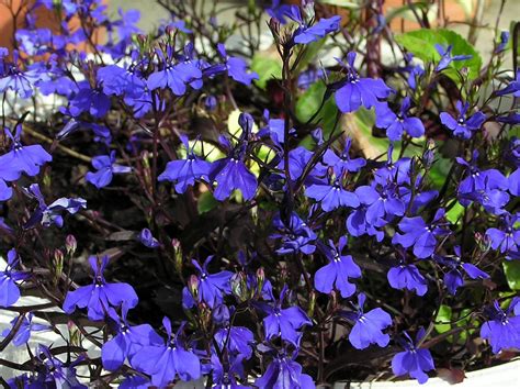 Crystal Palace Lobelia Seeds – Farmhouse Seeds