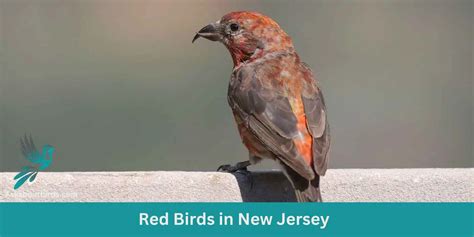 11 Red Birds In New Jersey Free Photo Guide Ask About Birds