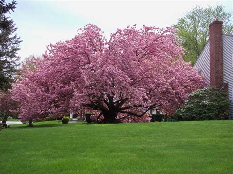 4 Best Flowering Cherry Trees To Grow In The South Gardeners Path