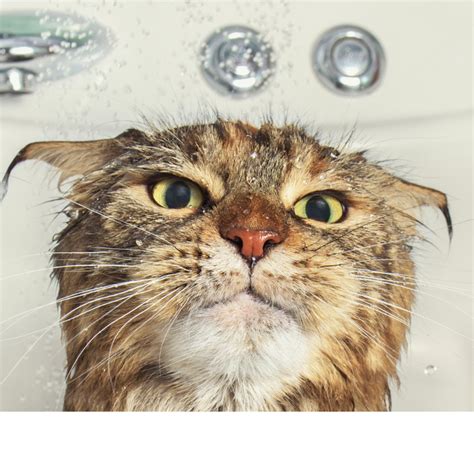 can cats have oranges 4