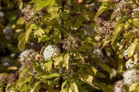 Ninebark Bush Care And Growing Guide