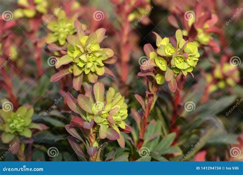 Spurge De Madera Purpurea Foto De Archivo Imagen De Madera 141294734