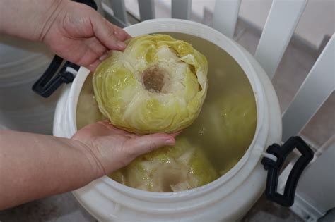 KISELJENJE KUPUSA NA PRIRODAN NAČIN RECEPT ZA KISELI KUPUS Domaći