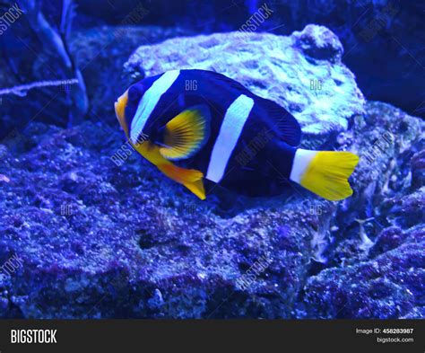 Black White Clownfish Image & Photo (Free Trial) | Bigstock