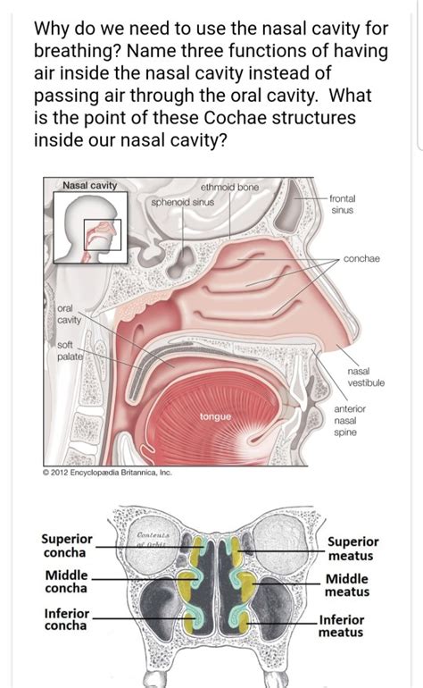 Nasal Cavity Function - Nasal Anatomy And Physiology : It is the part ...