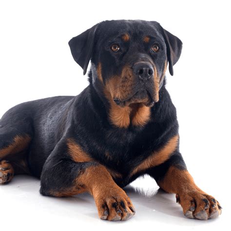 Rottweiler - What Dog Breed